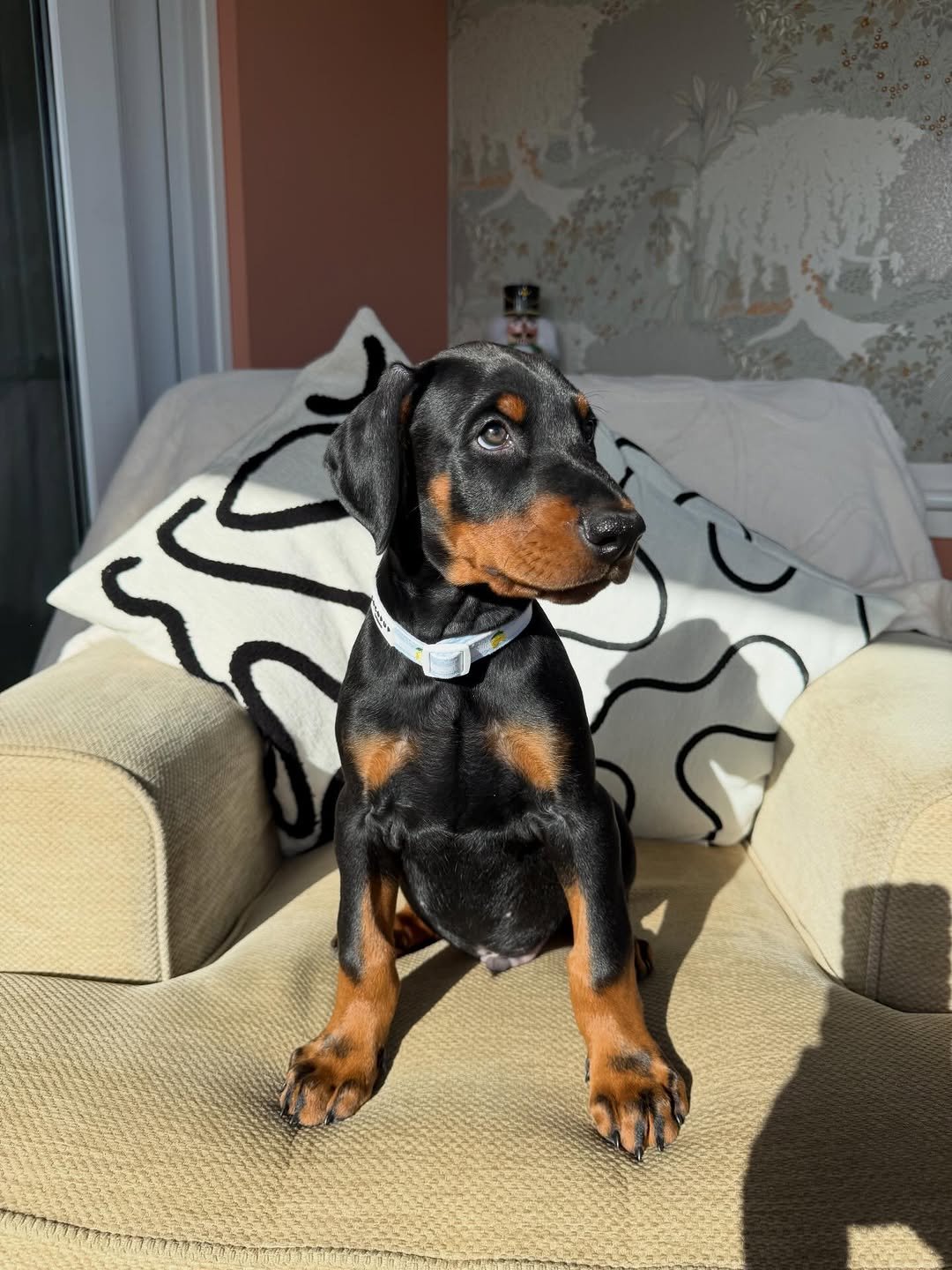 Beau (Male) - Image 2