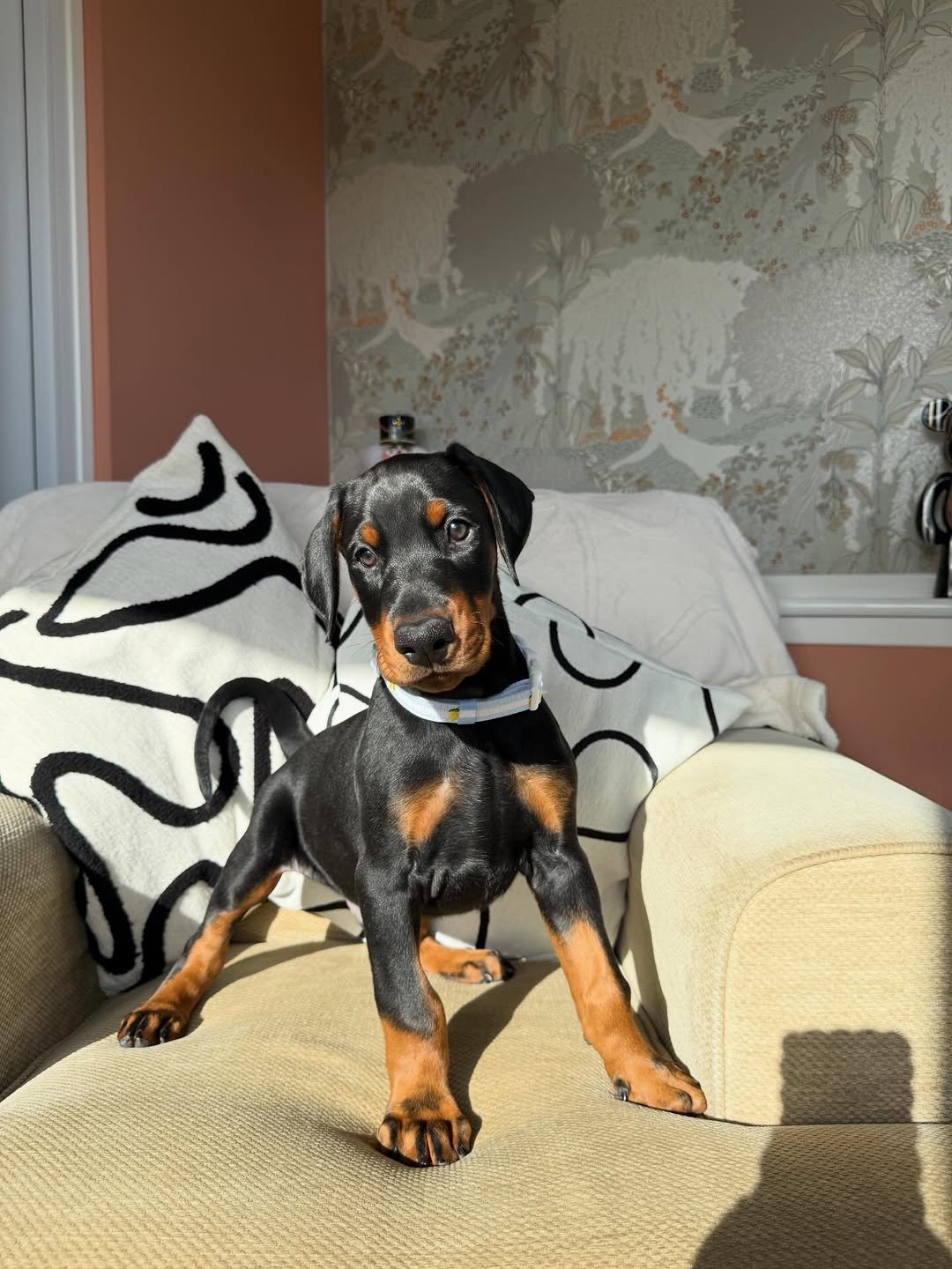 Beau (Male) - Image 4