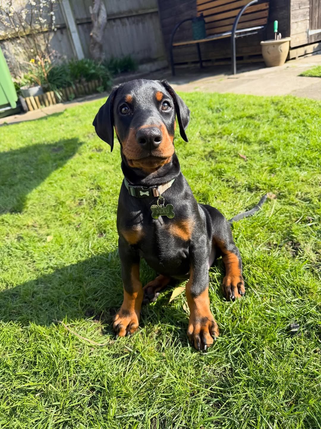 Beau (Male) - Image 3