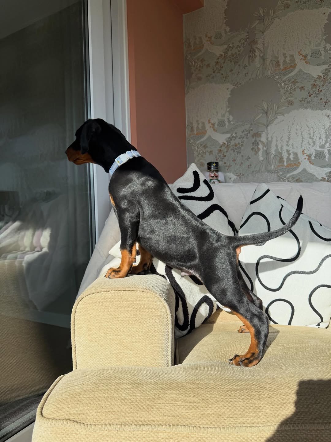 Beau (Male) - Image 5