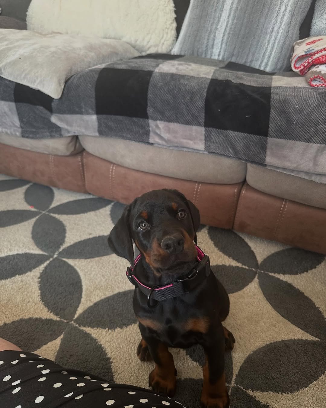 Ruby (female) - Image 4