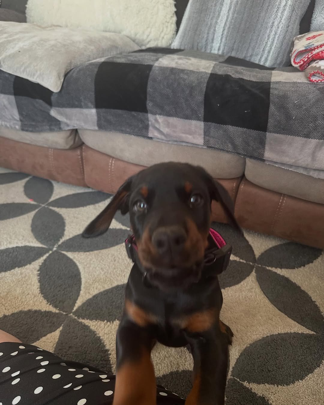 Ruby (female) - Image 3