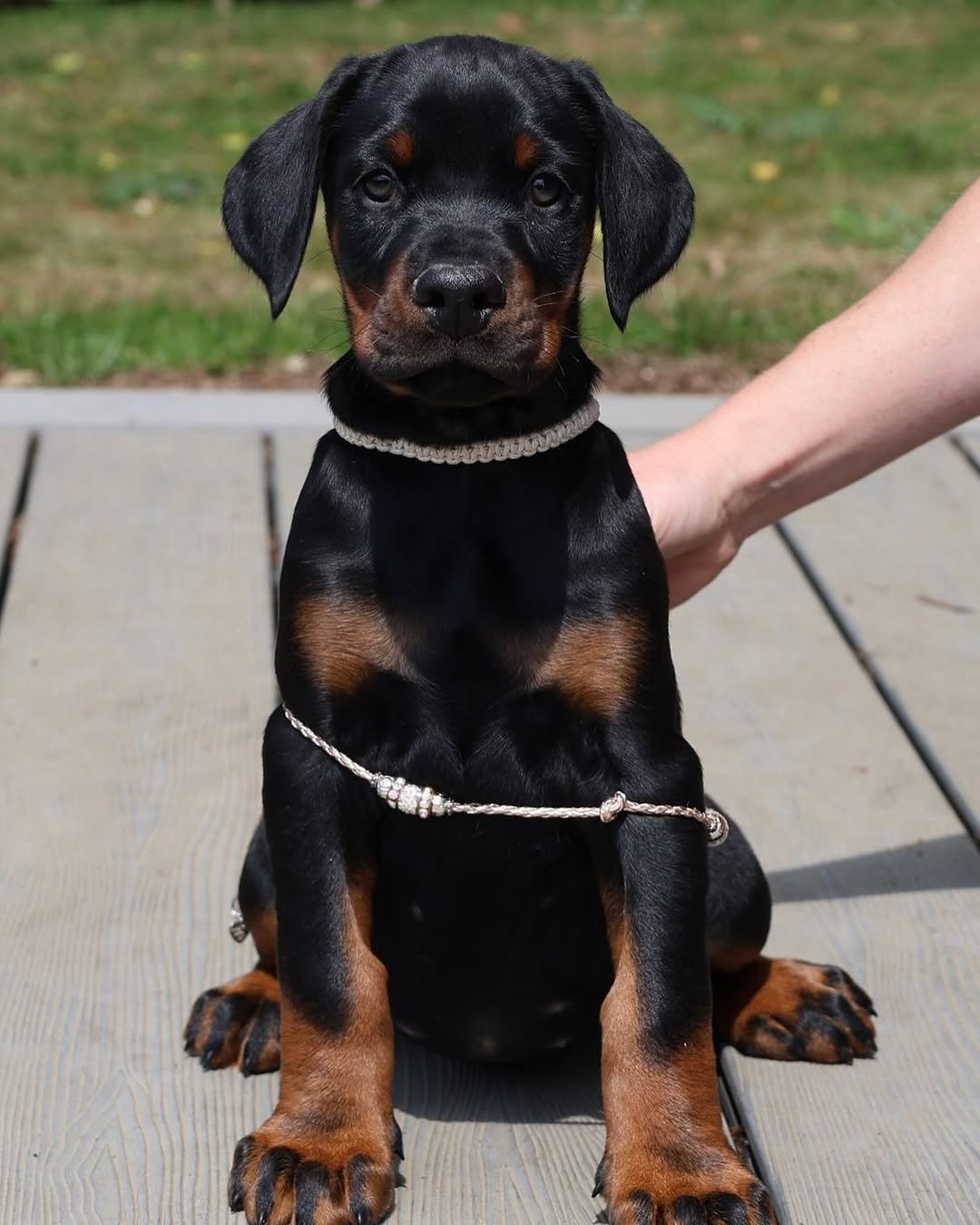 Ruby (female) - Image 5