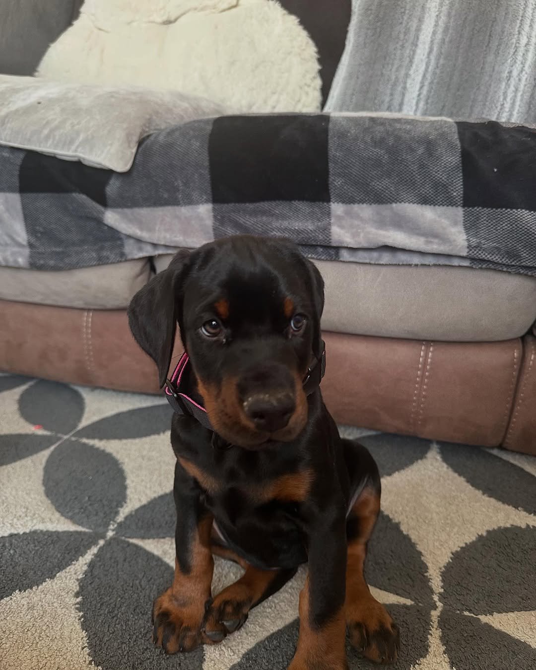 Ruby (female) - Image 2