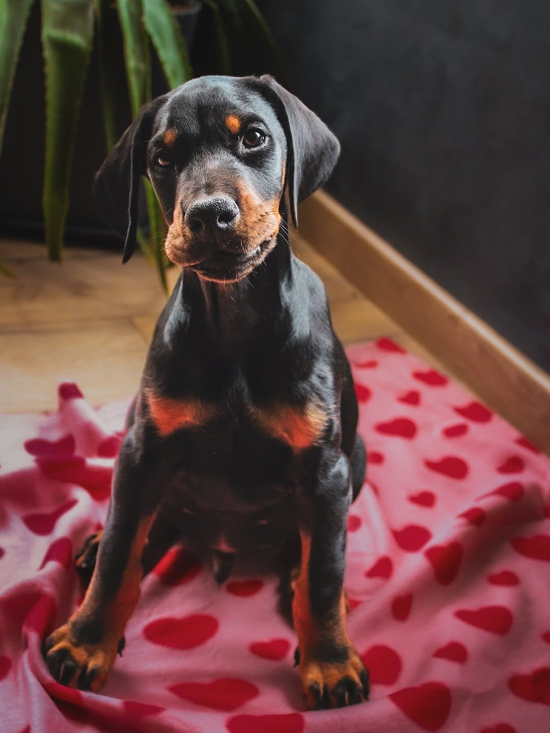 Boyy (male) - Image 2