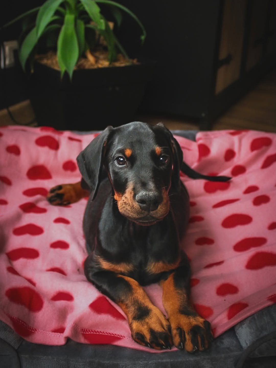 Boyy (male) - Image 3