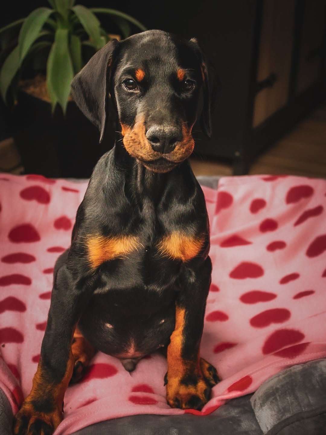 Boyy (male) - Image 4