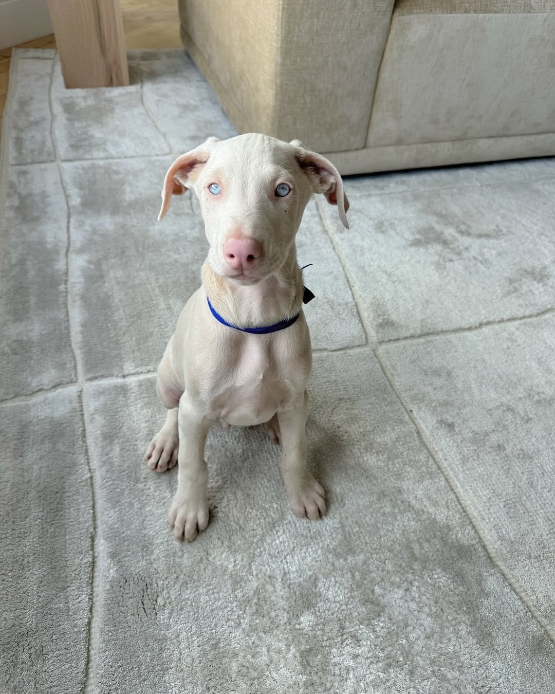 Daisy (female) - Image 3