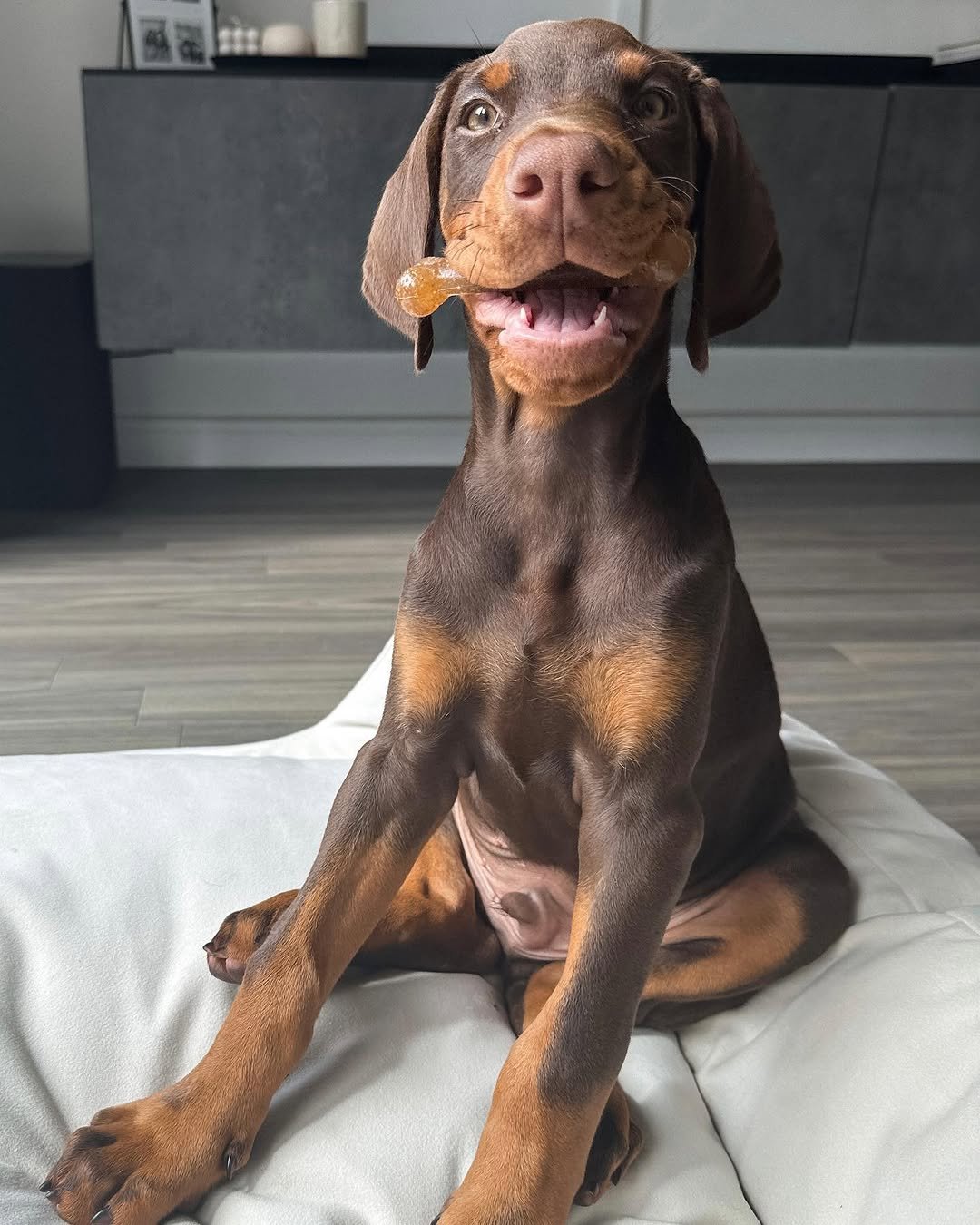 Kobe (male) - Image 3