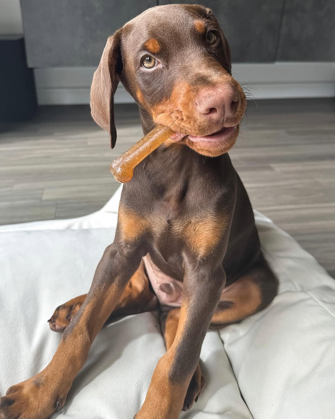 Kobe (male) - Image 2