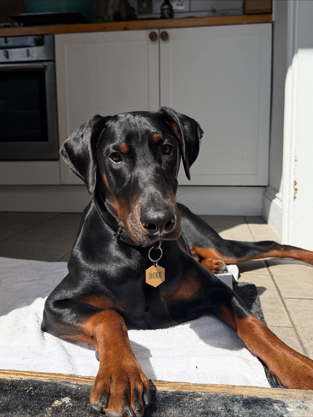 Dukk (male) - Image 2