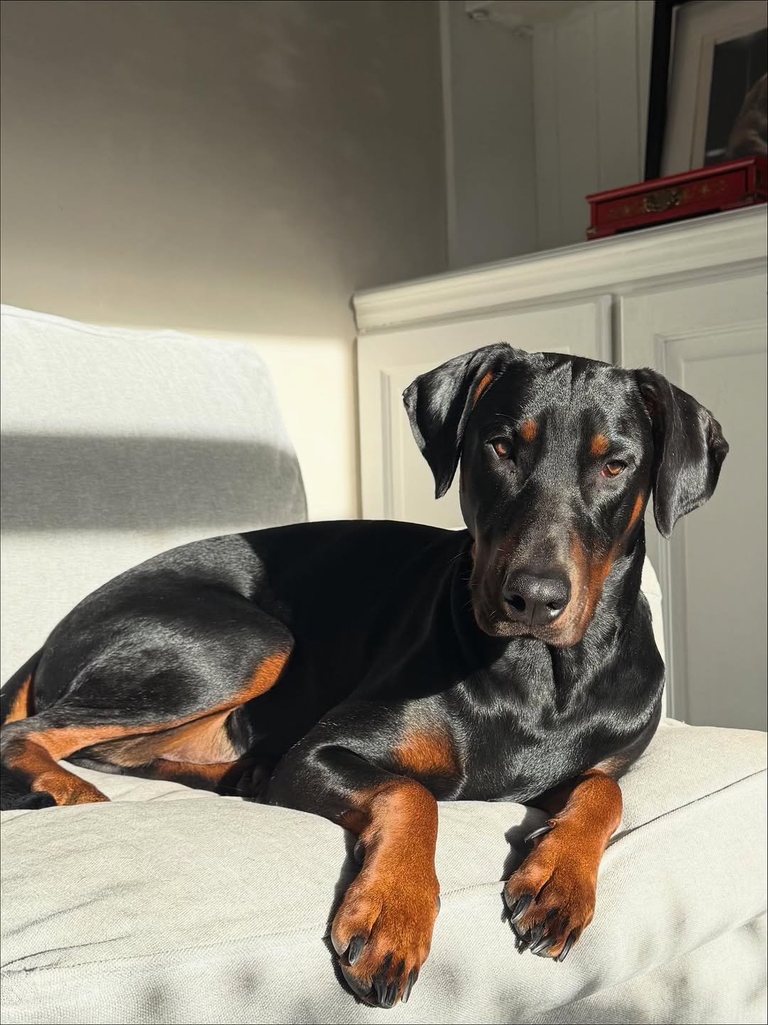 Dukk (male) - Image 3