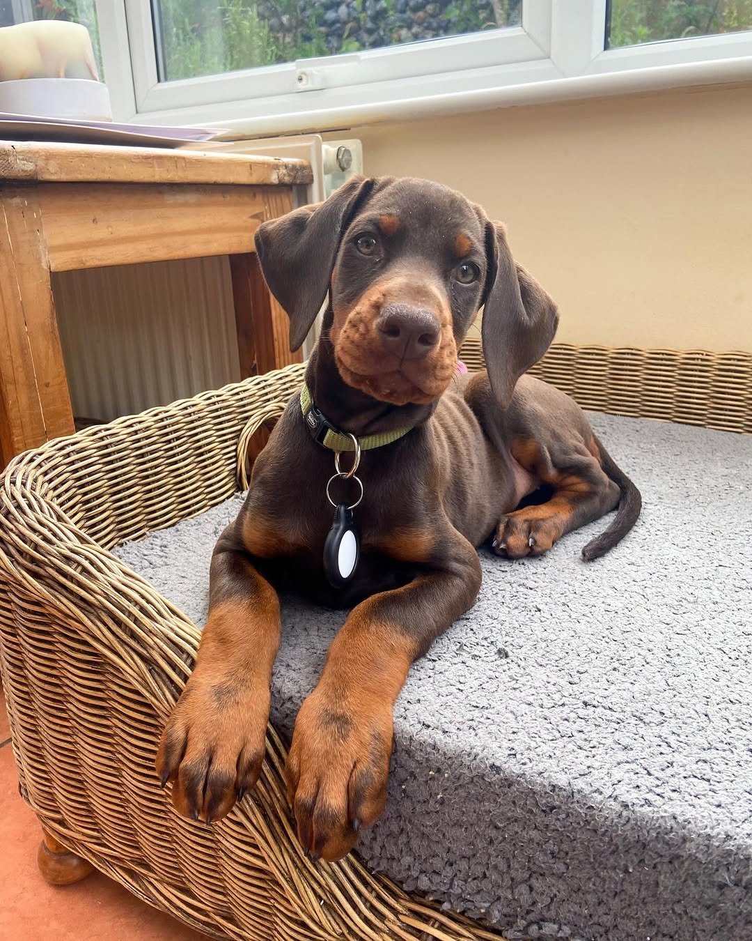 Opie (male) - Image 3