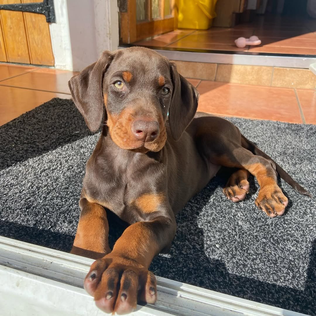 Opie (male) - Image 4