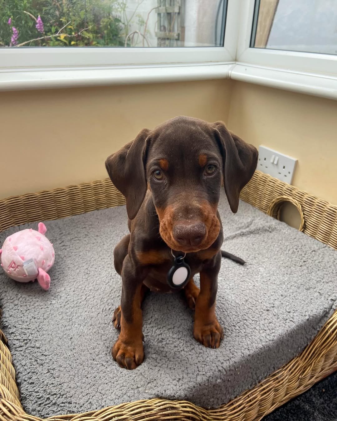 Opie (male) - Image 2